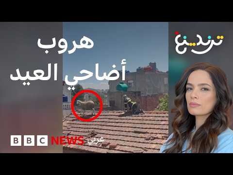 من المغرب إلى الجزائر… فيديوهات طريفة  لهروب أضاحي العيد thumbnail