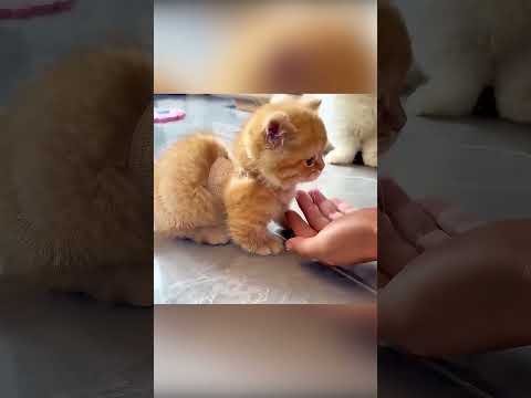 🐱💖 القط الصغير الشجاع الذي عاش داخل زجاجة 🍼✨ thumbnail