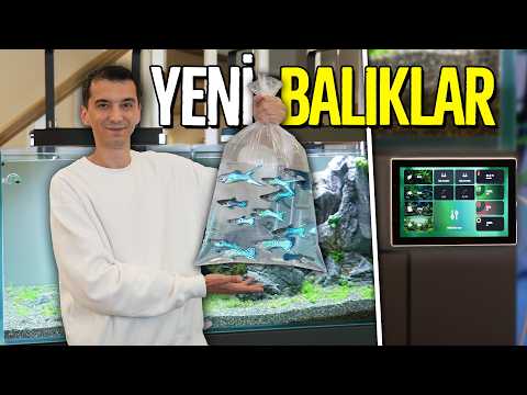 Akvaryumu Ultra Teknolojik Yaptım, Balık ve Karides Aldım! thumbnail