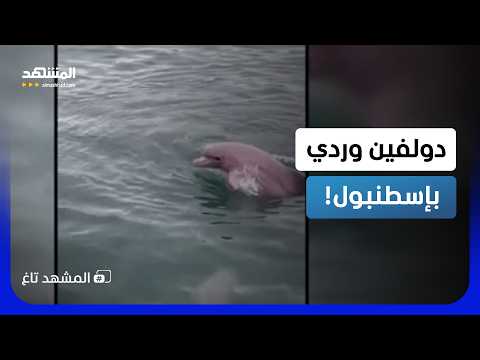 "دولفين وردي" في تركيا وخبراء يكشفون حقيقة الظهور المثير - المشهد تاغ thumbnail