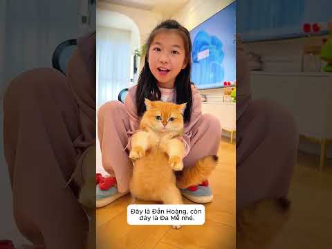 Giải Cứu Mèo Cưng Bị Nhốt Trong Phòng! 😱🐈 thumbnail