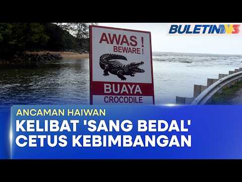 ANCAMAN HAIWAN | Pengunjung Diminta Waspada Kehadiran Buaya Air Masin Di Kuala Kertih thumbnail
