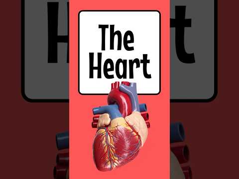 The Heart Explained ❤️ Amazing Body Science! | 60 Seconds of Wow #funscience #kidslearning thumbnail