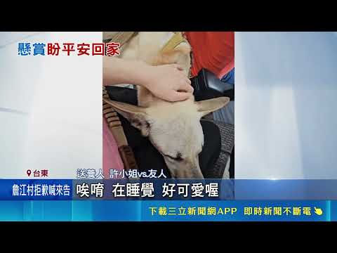 愛犬走失逾50天! 送養人砸20萬重金急尋"米腸" 米腸"狗生坎坷"! 遭棄養收容所又走失 送養人心碎｜三立新聞LIVE thumbnail