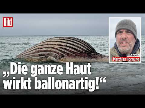 WAL TIMMY: Explosionsgefahr spitzt sich zu! DARUM konnte der Buckelwal nicht geborgen werden! thumbnail