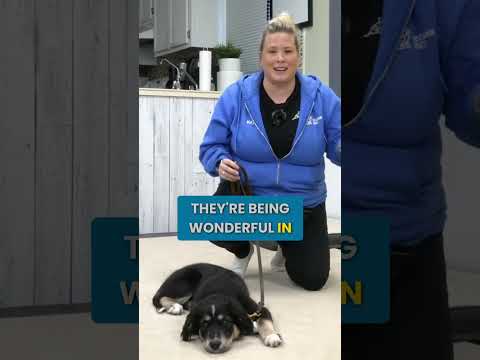 How To Lure Your Puppy For Perfect Leash Walking thumbnail