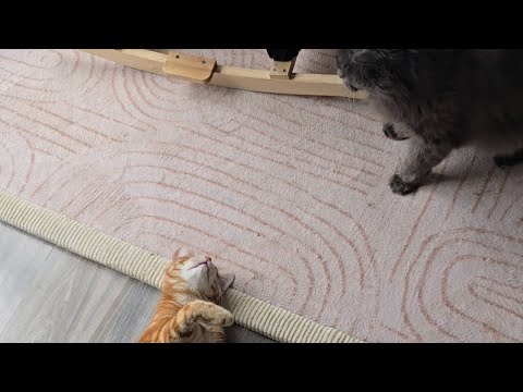 Kann ich die Katzen schon alleine lassen? So verhalten sie sich dabei! thumbnail