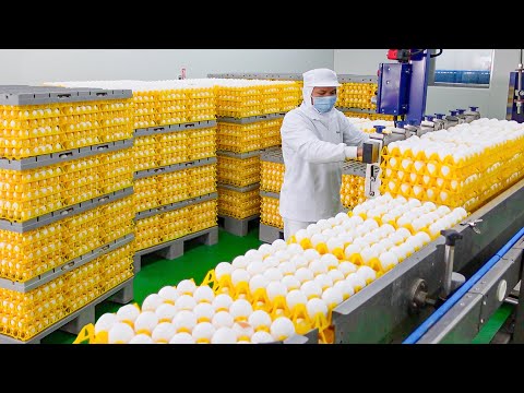 370,000 Eggs a Day! Automated Egg Factory, Liquid Egg Processing / 自動化洗選蛋工廠, 液體蛋加工 - Food Factory thumbnail