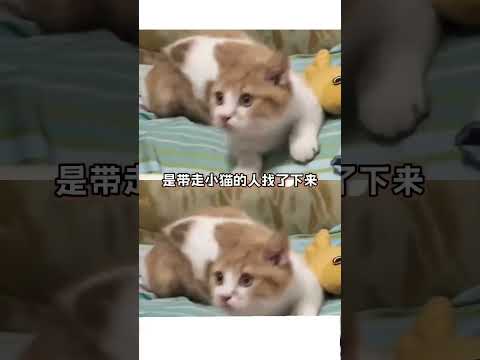 我勒个抓马事件#抓马时刻 #万万没想到 #搞笑 #离谱 thumbnail