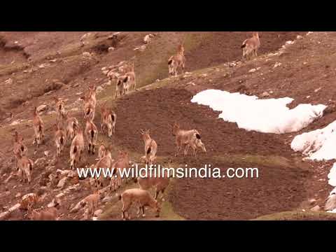Himalayan Blue Sheep herd climbs rocky snow covered mountains in the high Himalaya thumbnail