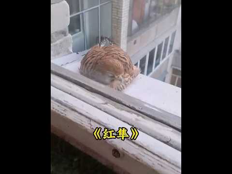 一只红隼在大姐家窗台睡觉，没想到最后竟赖在这里筑巢生娃 #animals #红隼 thumbnail