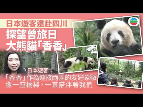 中華掠影｜日本遊客遠赴四川　探望曾旅日大熊貓「香香」｜兩岸新聞｜無綫新聞｜TVB News｜2026/05/15 thumbnail