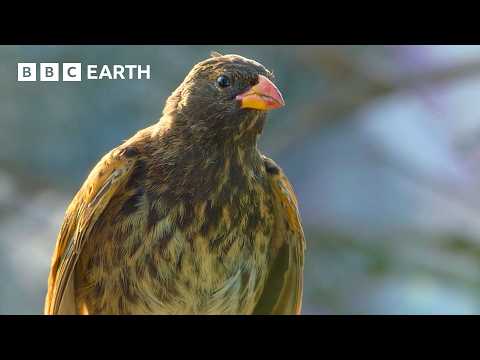 Breathtaking Wildlife Worlds - Narrated by David Attenborough | BBC Earth thumbnail