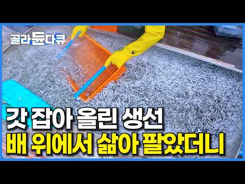 방금 잡아올린 생선을 배 위에서 삶아 팔았더니｜바다 밑바닥에서 끌어 올린 멸치가 밥상으로 오기까지｜훈연 멸치 공정 과정｜극한직업｜#골라듄다큐 thumbnail
