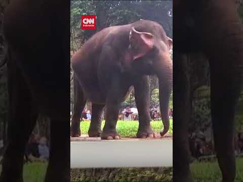 Viral, Bocah Jatuh ke Kandang Gajah thumbnail