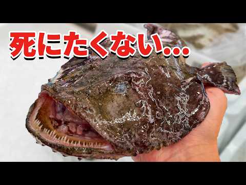 スーパーに売れ残っていたアンコウを飼育してみると… thumbnail