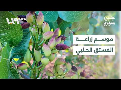 مزارعون في ريف حماة يتوقعون تراجع إنتاج الفستق الحلبي لهذا الموسم thumbnail