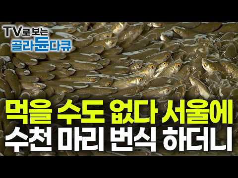 “어쩌다 와서 잡아먹고 갈 뿐 천적도 없다” 서울 한복판 주택가 다리 아래 물고기 떼가 나타난 이유｜살면서도 몰랐다는 신기한 서울의 자연 생태｜하나뿐인 지구｜#골라듄다큐 thumbnail