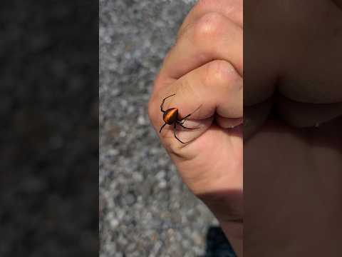 【猛毒】セアカゴケグモを発見したら… thumbnail