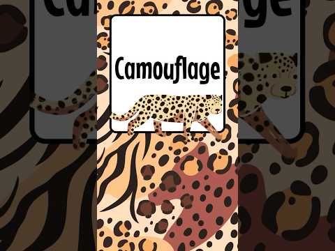 60 Seconds of Wow | Camouflage: How Animals Hide in Plain Sight #sillyschooleducation  #kidslearning thumbnail
