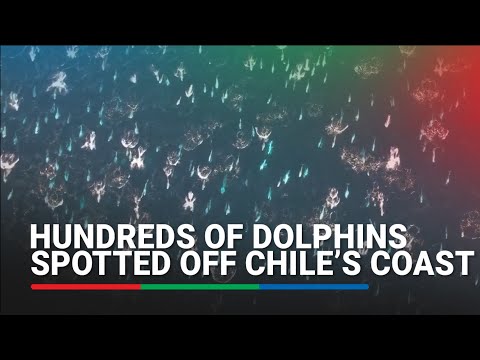Making waves! - Hundreds of dolphins spotted off Chile’s coast in spectacular drone footage thumbnail