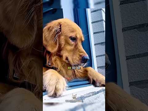 10 Năm Chờ Con Trở Về… Khoảnh Khắc Chó Mẹ Bật Khóc Khi Đào Thấy Thứ Này Khiến Ai Cũng Nghẹn Lòng 💔 thumbnail