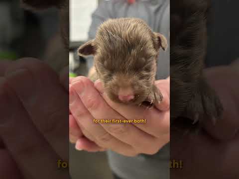 Mama Dog Wanders Into A Barn To Have Her Puppies | The Dodo thumbnail