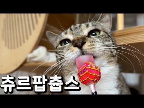 분명 화이트데이 영상을 찍기로 했는데... thumbnail