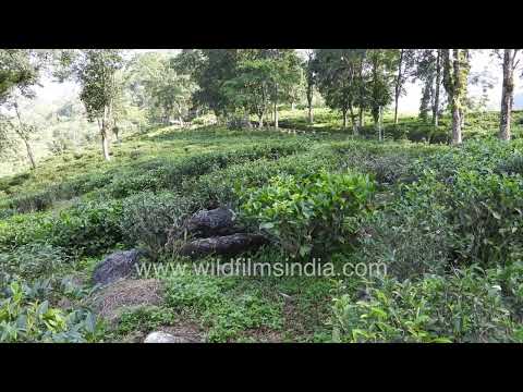 Lush landscape of a Darjeeling tea garden in West Bengal, India thumbnail