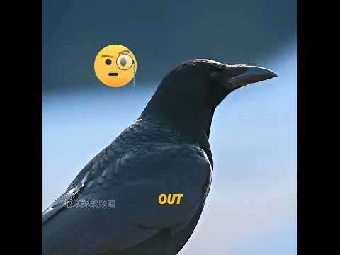 The smartest animal in the world#cute #funny #funnyvideo thumbnail