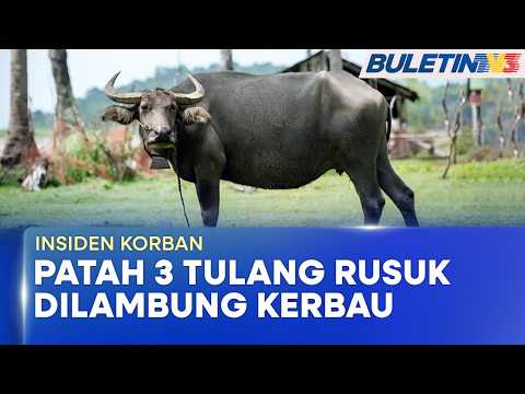 INSIDEN KORBAN | Penyelia Ladang Patah Tulang Rusuk Ditanduk Kerbau (BU) thumbnail