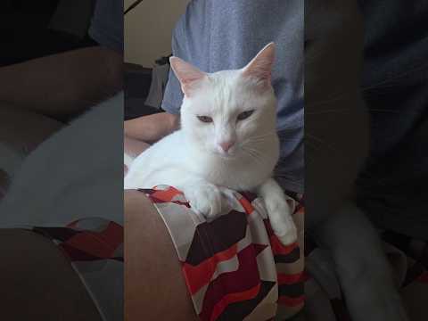 今のシロ。　 #保護猫 #猫のいる暮らし #猫 thumbnail