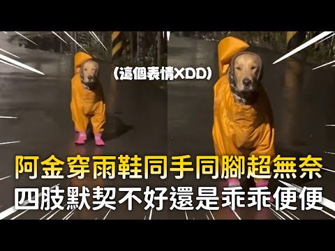 阿金穿雨鞋同手同腳超無奈　四肢默契不好還是乖乖便便 thumbnail