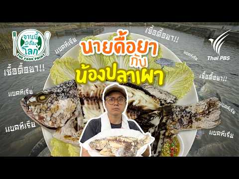 นายดื้อยา กับน้องปลาเผา | จานนี้...มีเรื่องโลก thumbnail