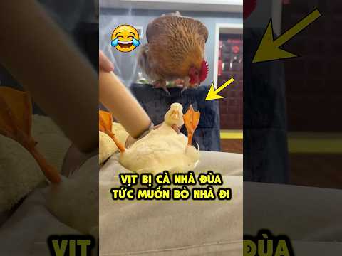 🦆😡 Vịt tức giận bỏ nhà đi vì bị trêu đùa thumbnail