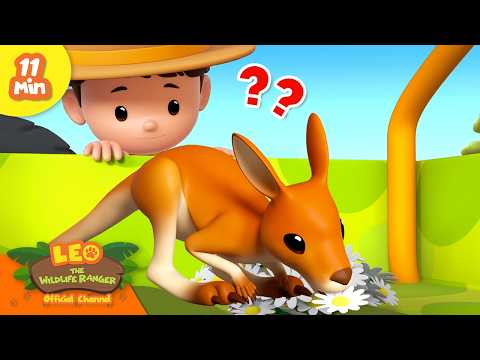 LEO HELPS A BABY KANGAROO FIND ITS MOTHER! | Leo the Wildlife Ranger | Educational Animal Cartoon thumbnail