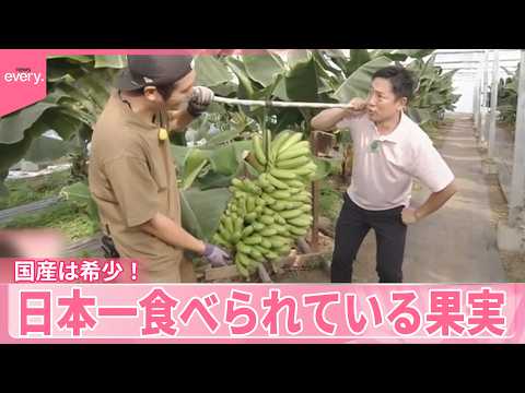 【いまダケッ】国産は希少！濃厚もっちり  日本一食べられている果実 thumbnail