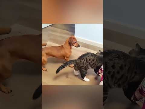 🐶😼 حرب المقالب بين الكلب والقطة 😂🔥 thumbnail