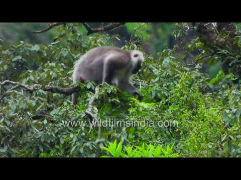 Himalayan Grey Langurs in the forests of Motidhar Mussoorie thumbnail