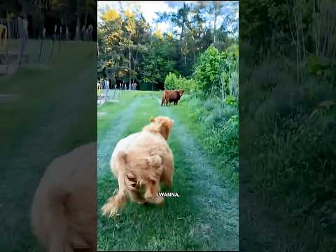 Cows Escape Farm - Ozzy Man Reviews thumbnail