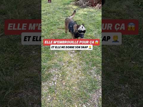 Heureusement qu’il écoute super bien 😮‍💨 #malinois #ades #ninolemalou thumbnail