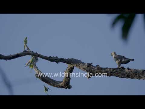 Predator and prey sharing a tree branch in Kaziranga thumbnail