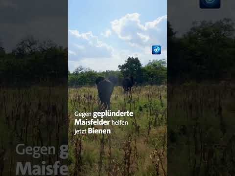 100 Jahre Kruger-Nationalpark #südafrika #krugerpark  #elefanten  #nachrichten  #tagesschau thumbnail