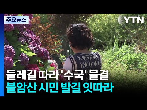 여름 문턱 알리는 불암산 수국...분홍·파랑 '물결' / YTN thumbnail