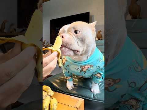 Hora do Petisco 🐾 Arrume-se com a Marê 🐾 thumbnail