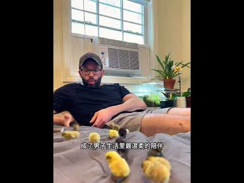 男子捡到几只小鸡仔，将其养大后，没想到它们的模样是真稀奇！ #主人 #animals #动物救助 #寵物友善日常 #pets #cute #感人壹幕 #搞笑 #rabbit thumbnail