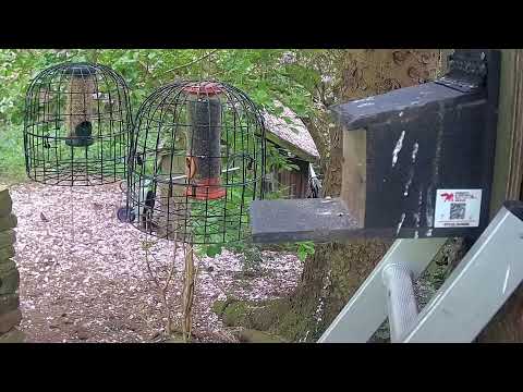 More Live Nature Live Stream thumbnail