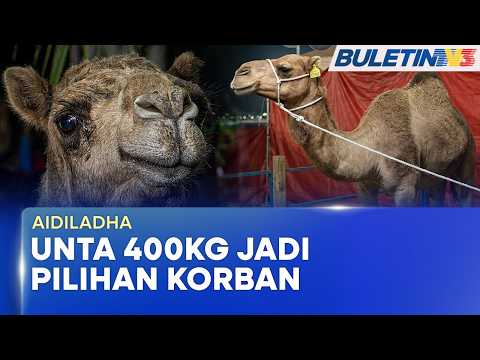 AIDILADHA | Unta 400kg Jadi Pilihan Korban Penduduk Taman Maju Jasin (BU) thumbnail