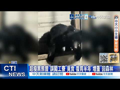 【每日必看】超瘦黑熊曾"誤闖工寮"覓食 復育半年"增重"回森林  20260603 thumbnail