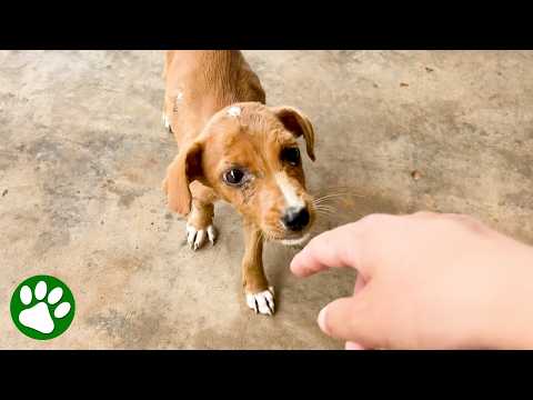 This Lonely Stray Puppy Showed Up in Ghana and Chose ME 😭 thumbnail
